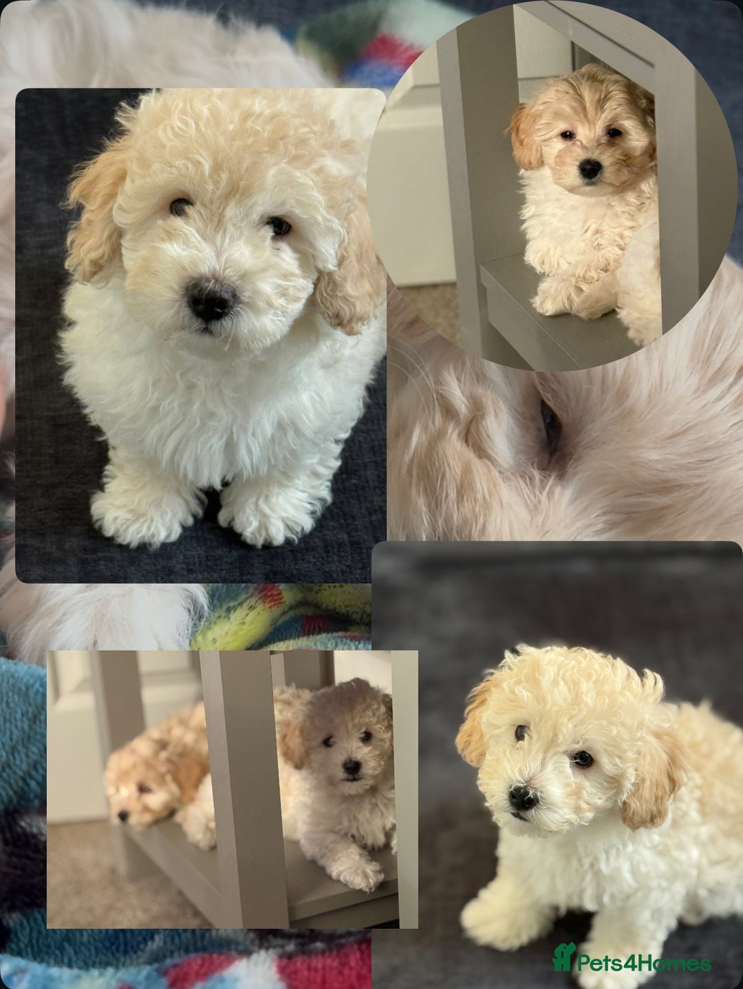 Maltipoo dogs for sale: Ready now - 1 boy left F1B Maltipoo Puppy 💜🐾 - Advert 2