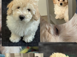 Maltipoo dogs Ready now - 2 left F1B Maltipoo Puppies 💜🐾 - Advert 5