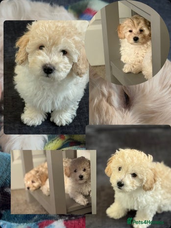 Maltipoo dogs Ready now - 2 left F1B Maltipoo Puppies 💜🐾 - Advert 4