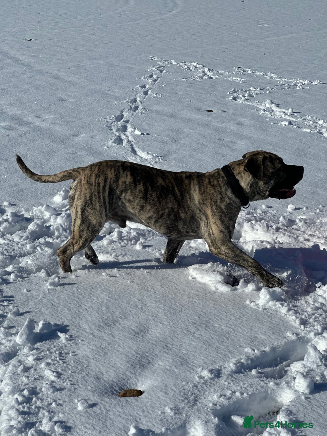 Boerboel dogs for stud: Beautiful South African Boerboel for Stud - Image 3