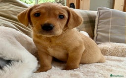 Labrador Retriever dogs for sale: Kc reg fox red Labradors  - Advert 24