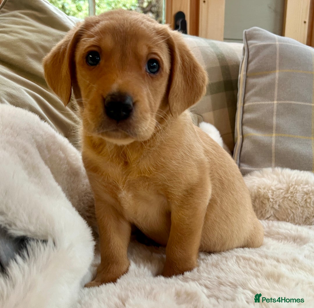 Labrador Retriever dogs for sale: Kc reg fox red Labradors  - Advert 24