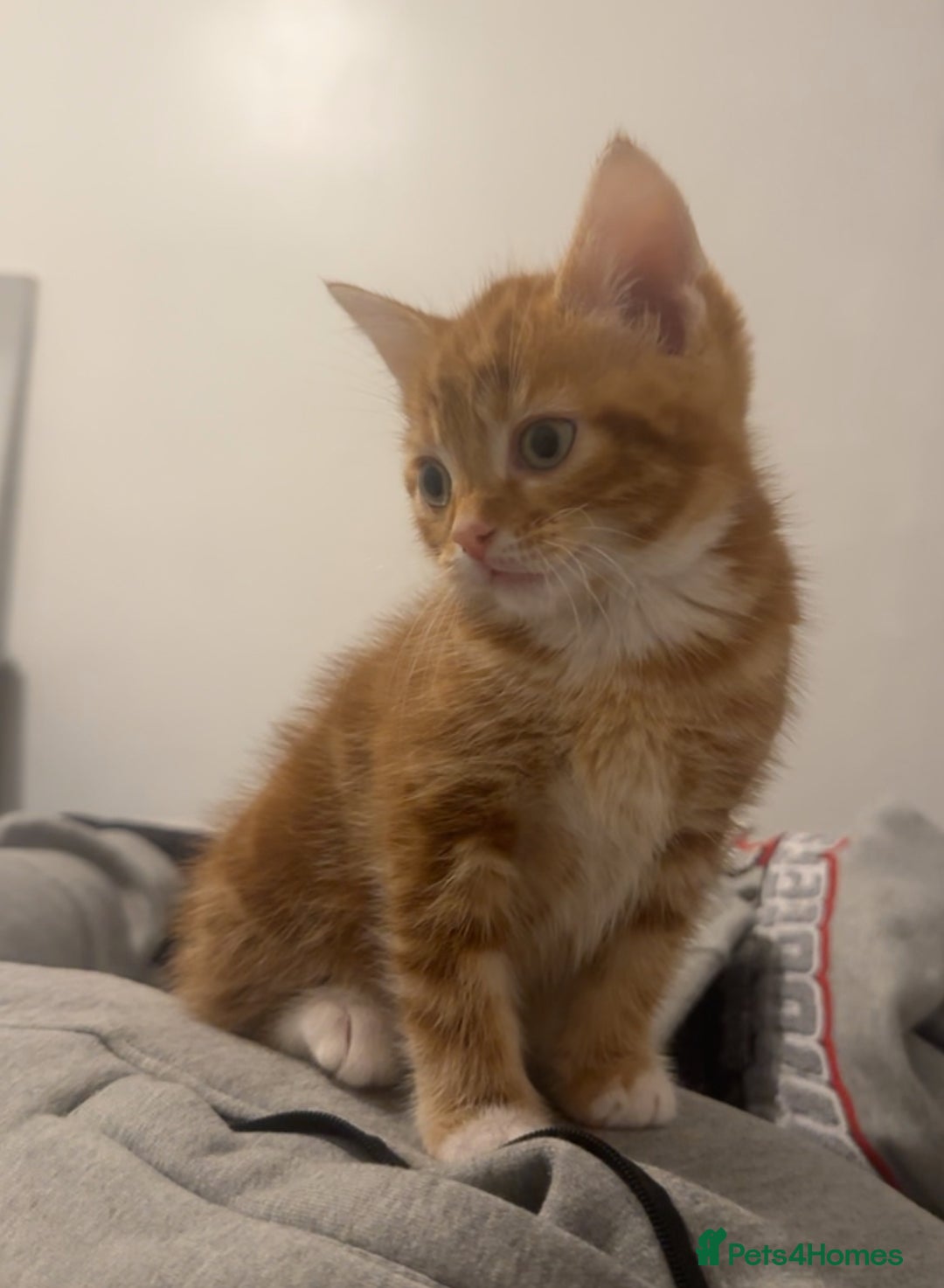 Mixed Breed cats for sale: Beautiful ginger kittens  - Image 8