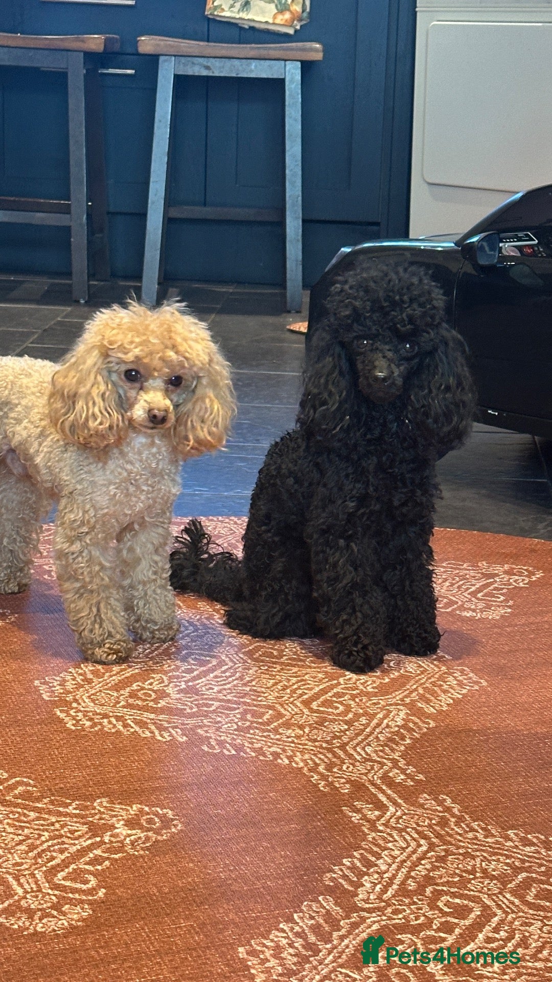 Toy Poodle dogs 2 Tiny toy poodles - Advert 2