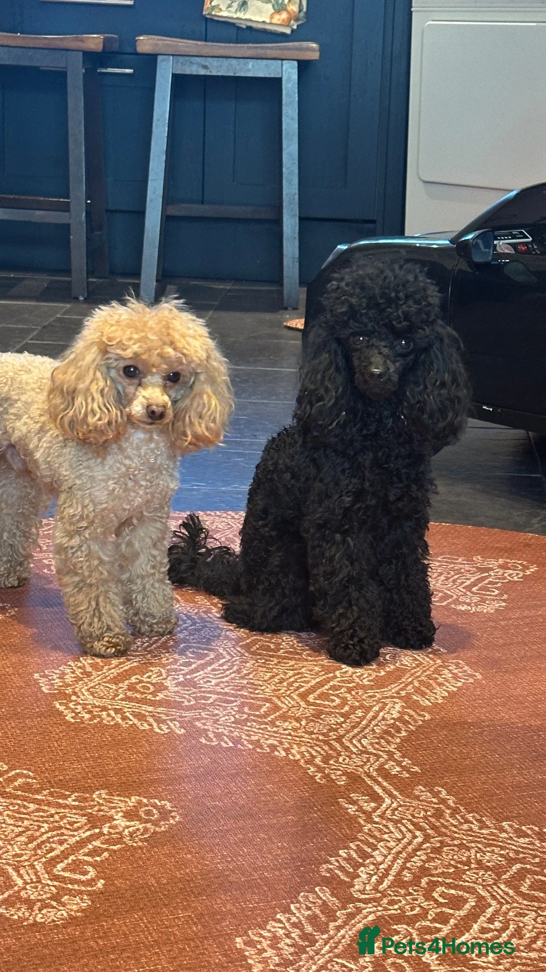 Toy Poodle dogs for sale: 2 Tiny toy poodles in Bristol - Advert 2