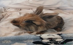 Lionhead rabbits for sale: Pair of lionhead bunnies - Image 3
