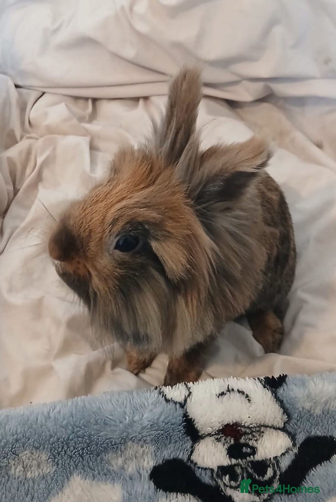 Lionhead rabbits for sale: Pair of lionhead bunnies - Image 3