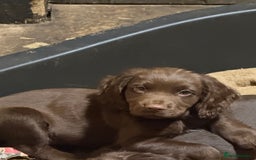 Cocker Spaniel dogs for sale: K.C. Well bred chocolate working cocker spaniels - Image 3