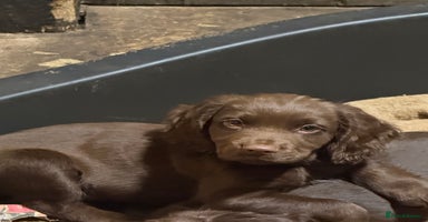 Cocker Spaniel dogs - Advert 7