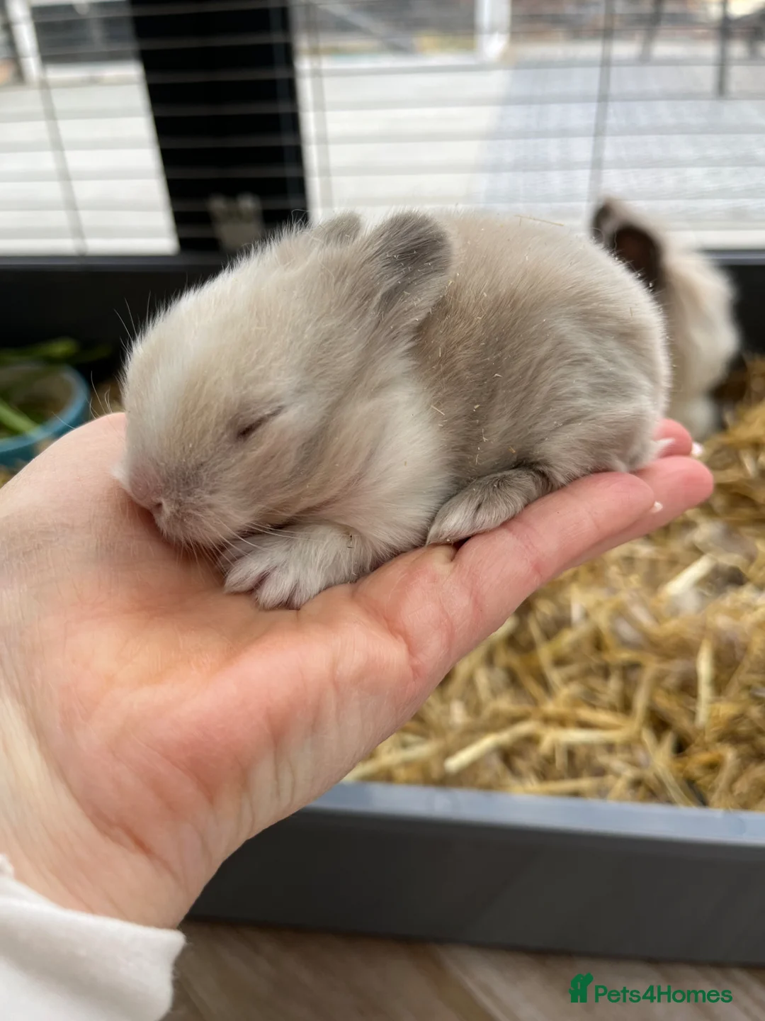 Lionhead rabbits for sale: Lionhead Bunnies  - Advert 2