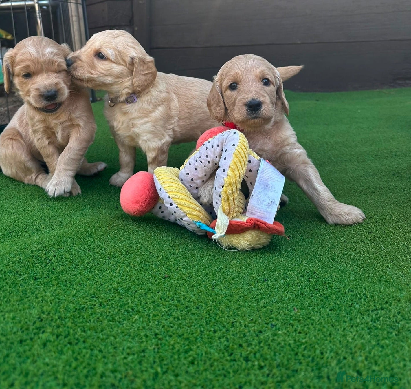 Goldendoodle dogs Beautiful Goldendoodle Puppies Available  - Advert 4
