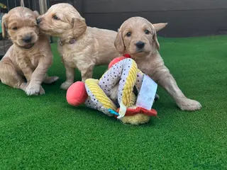 Goldendoodle dogs Beautiful Goldendoodle Puppies Available - Advert 6