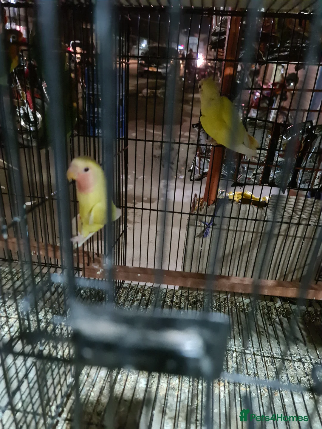 Lovebirds birds for sale: Lovebird  in Slough - Advert 8