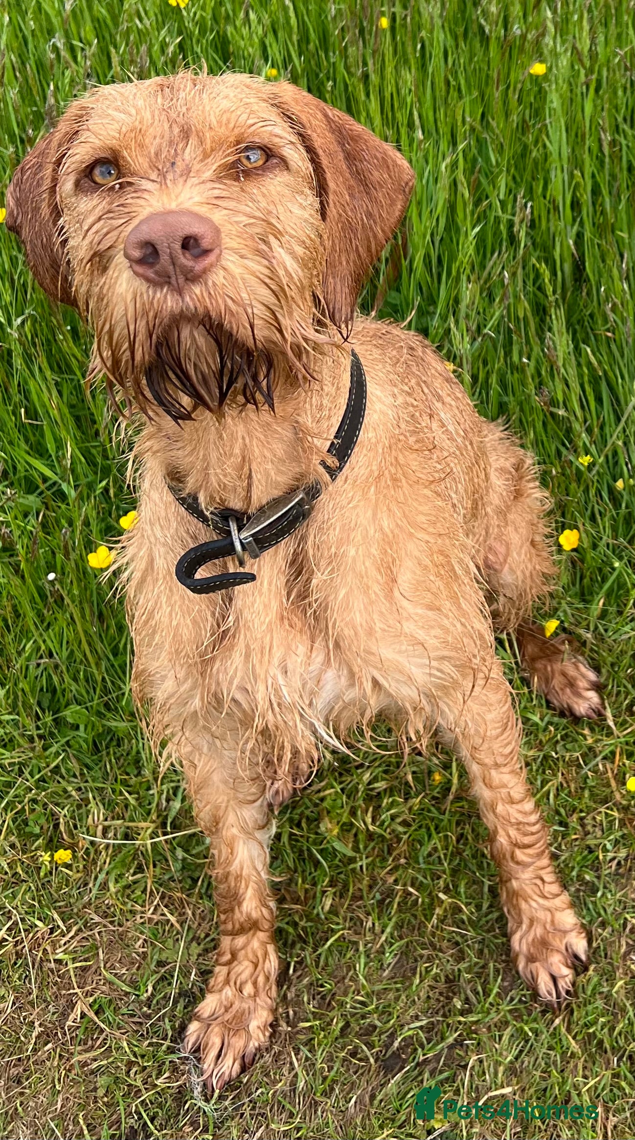 Hungarian Vizsla dogs Wire haired Hungarian Vizsla - Advert 2