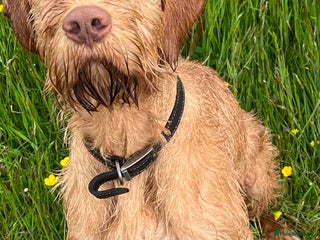 Hungarian Vizsla dogs - Advert 2