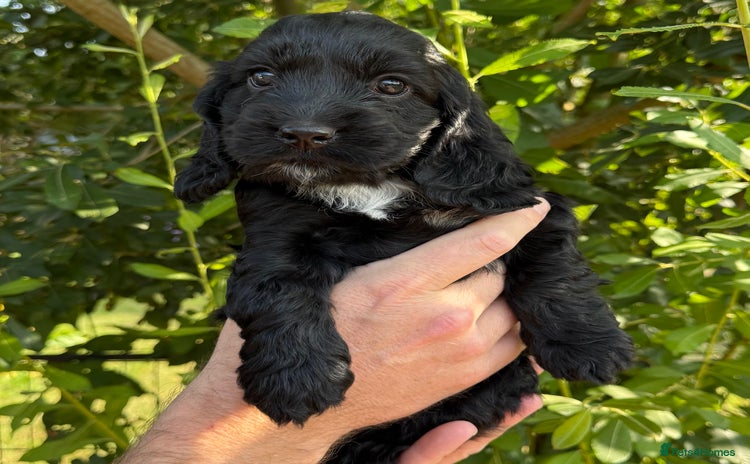 Cocker Spaniel dogs - Advert 8
