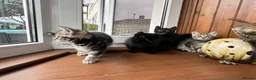 Mixed Breed cats for sale: 4 Beautiful Kittens Looking for Loving Homes!  in Dagenham - Advert 10