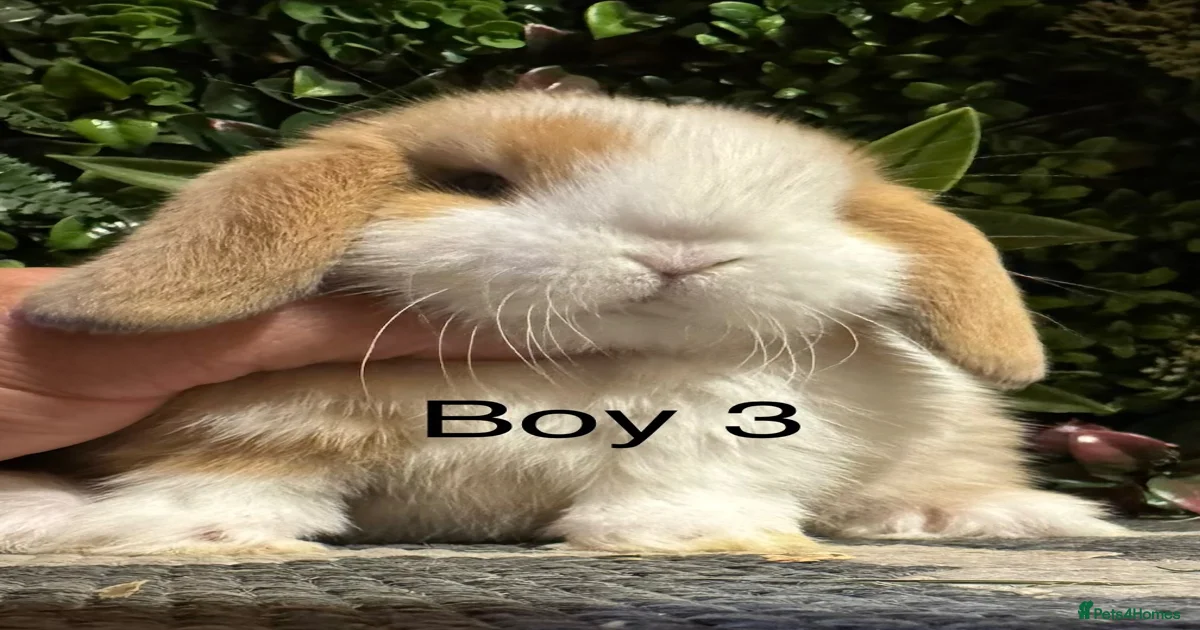 Rabbits Pets & Animals for sale | Pets4Homes