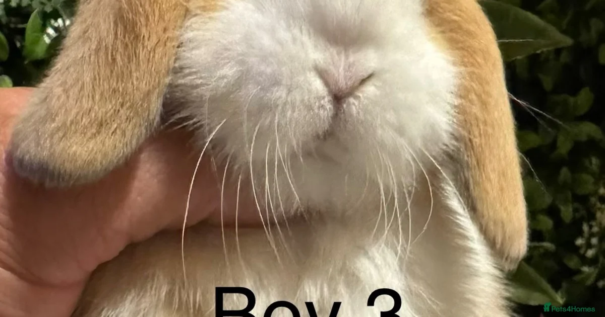 Excellent Rabbit Rabbits Pets & Animals for sale | Pets4Homes