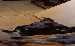 Staffordshire Bull Terrier dogs for sale: Beautiful Staffordshire Bull pups  - Image 15