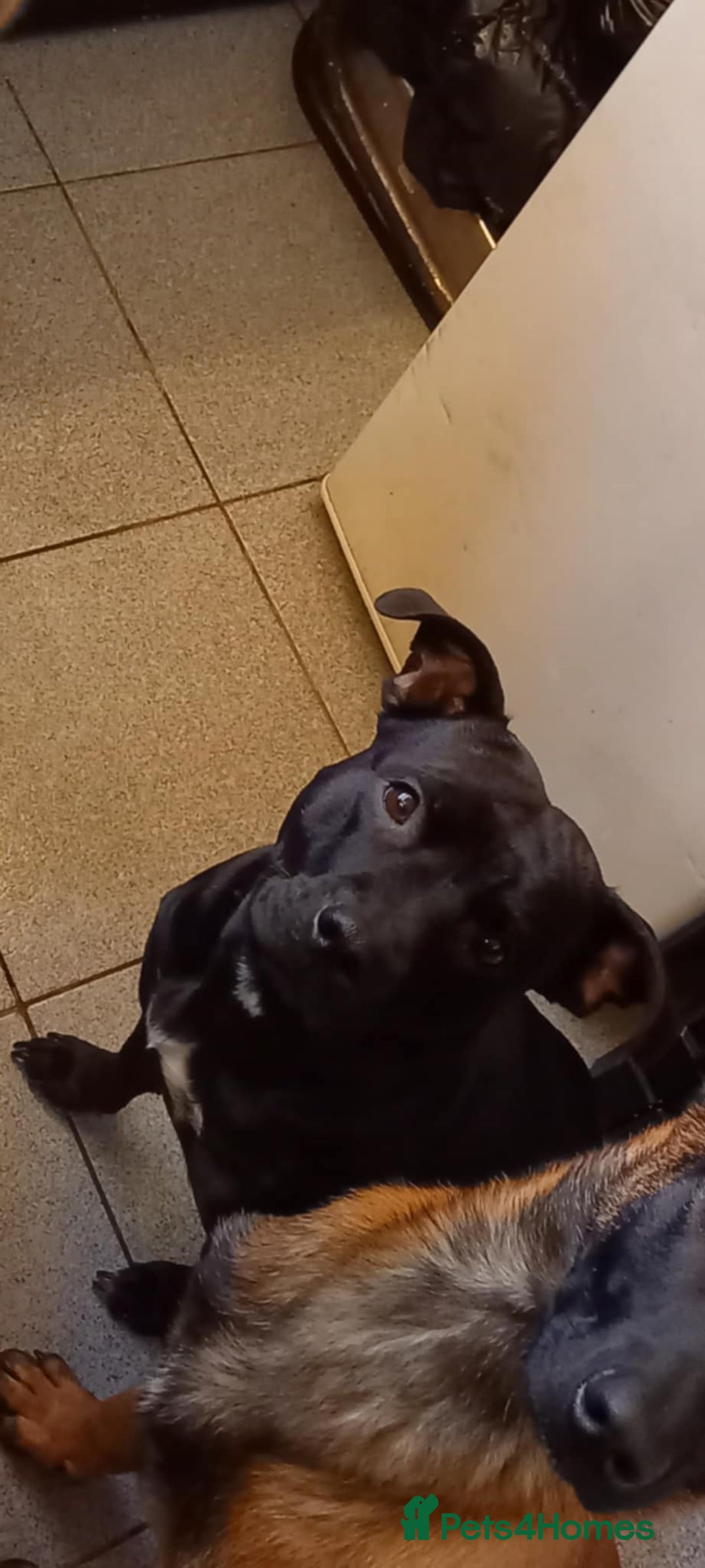 Staffordshire Bull Terrier dogs for sale: Beautiful Staffordshire Bull pups  - Image 15