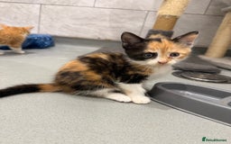 Mixed Breed cats for sale: 2 beautiful kittens left to find a home - Image 6