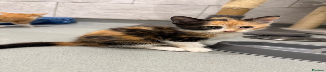 Tortoiseshell female