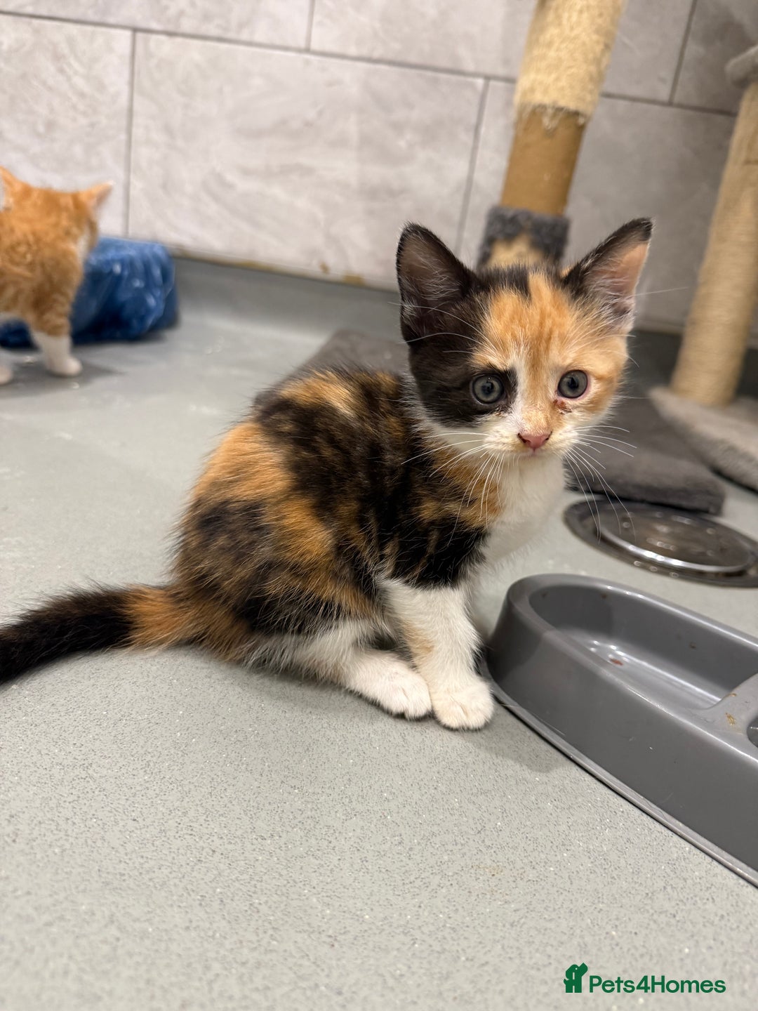 Mixed Breed cats for sale: 2 beautiful kittens left to find a home - Image 6