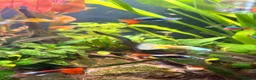Live Bearers fish for sale: Colourful Guppy fish -vibrant and healthy M/F avai in Bristol - Advert 6