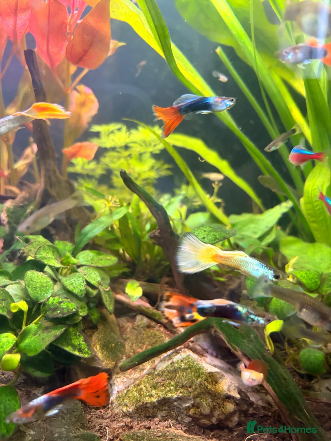 Live Bearers fish for sale: Colourful Guppy fish -vibrant and healthy M/F avai in Bristol - Advert 6