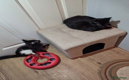 Mixed Breed cats for sale: Black mixed breed kittens - Image 5