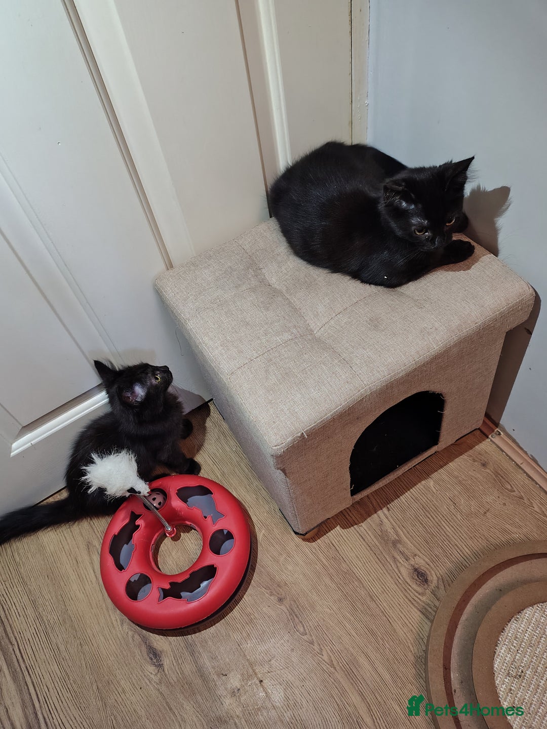Mixed Breed cats for sale: Black mixed breed kittens - Image 5