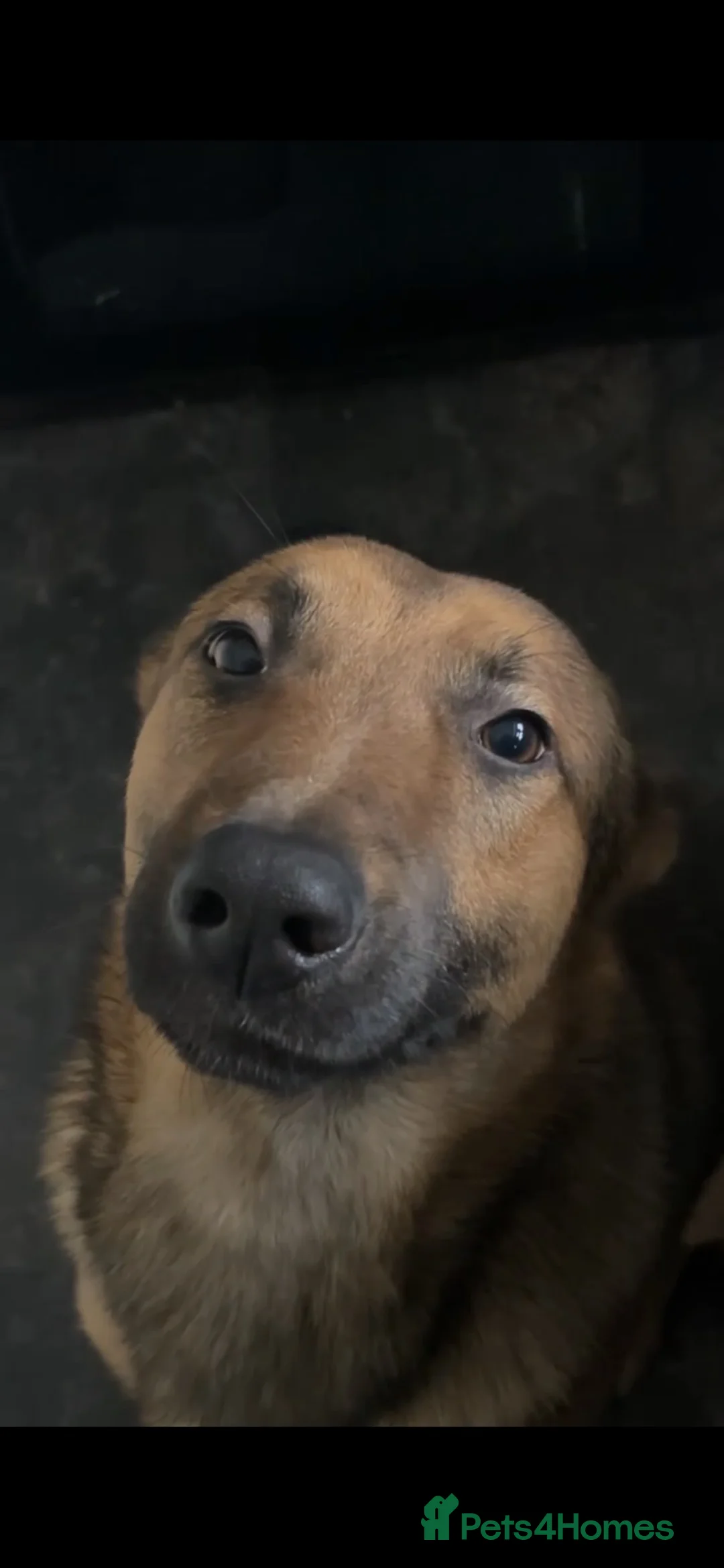 Belgian Shepherd Dog dogs for sale: Male Belgian Malinous  in Norwich - Advert 2