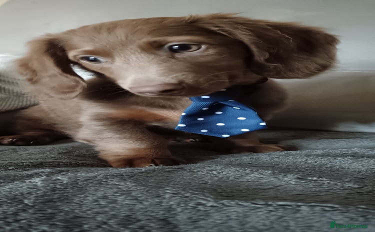 Miniature Dachshund dogs - Advert 9