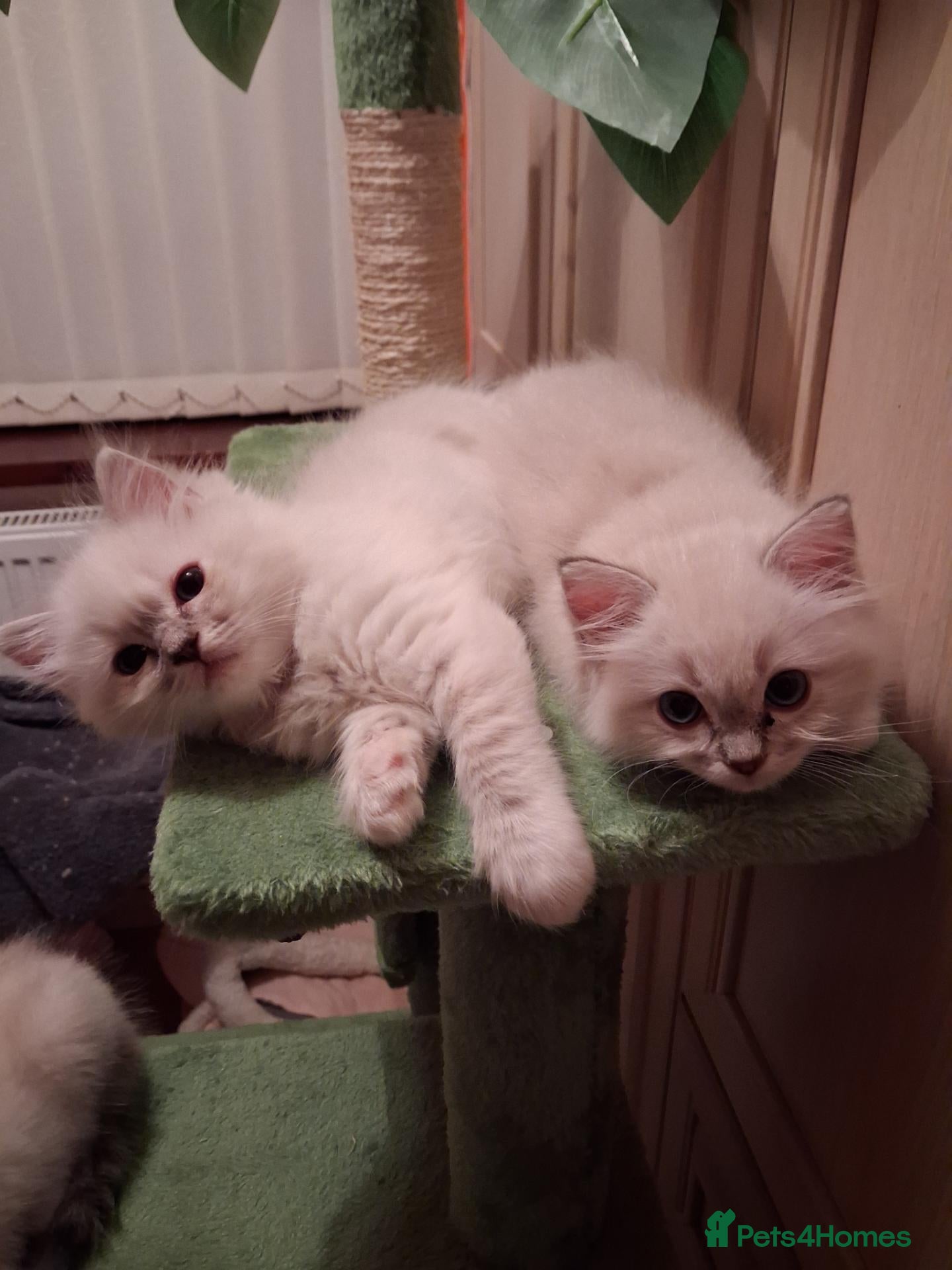 Ragdoll cats Beautiful GCCF registered Ragdoll kittens  - Advert 10