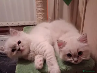 Ragdoll cats Beautiful GCCF registered Ragdoll kittens - Advert 10