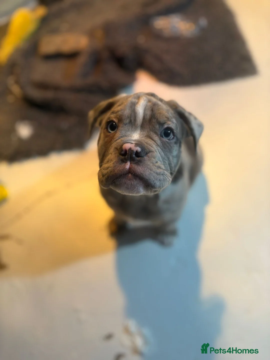 Olde English Bulldogge dogs for sale: Olde English bulldogges generational  - Advert 38