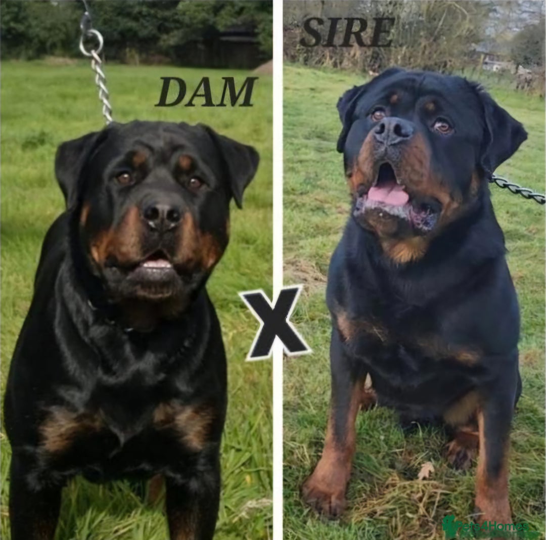 Rottweiler dogs for sale: Champion Pedigree Rottweiler Puppies - Advert 2