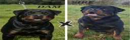 Rottweiler dogs for sale: Champion Pedigree Rottweiler Puppies - Advert 1