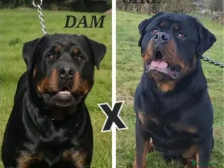 Rottweiler dogs Champion Pedigree Rottweiler Puppies - Advert 3