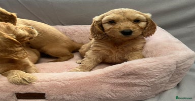 Cocker Spaniel dogs - Advert 11