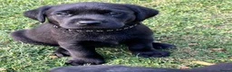 Labrador Retriever dogs for sale: Beautiful natured working Labradors  - Advert 19