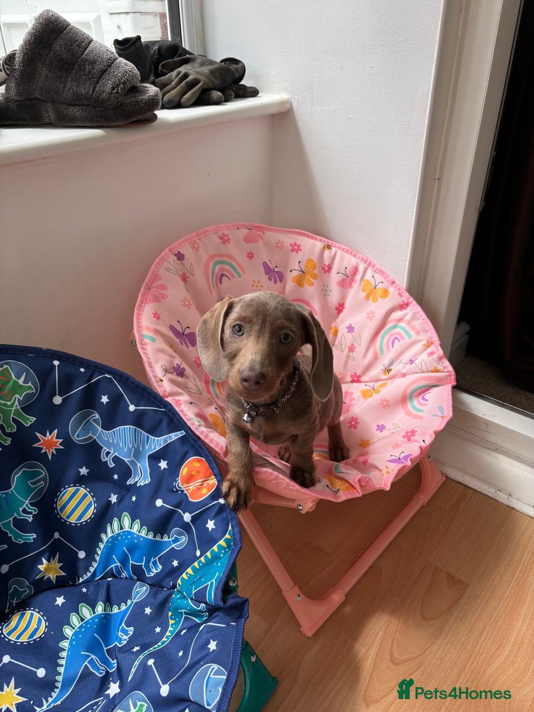 Miniature Dachshund dogs for sale: Miniature daschund  - Image 4
