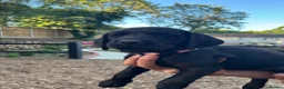 Labrador Retriever dogs for sale: 🐾  Champion Bloodline Health Tested Labradors🐾 - Advert 8