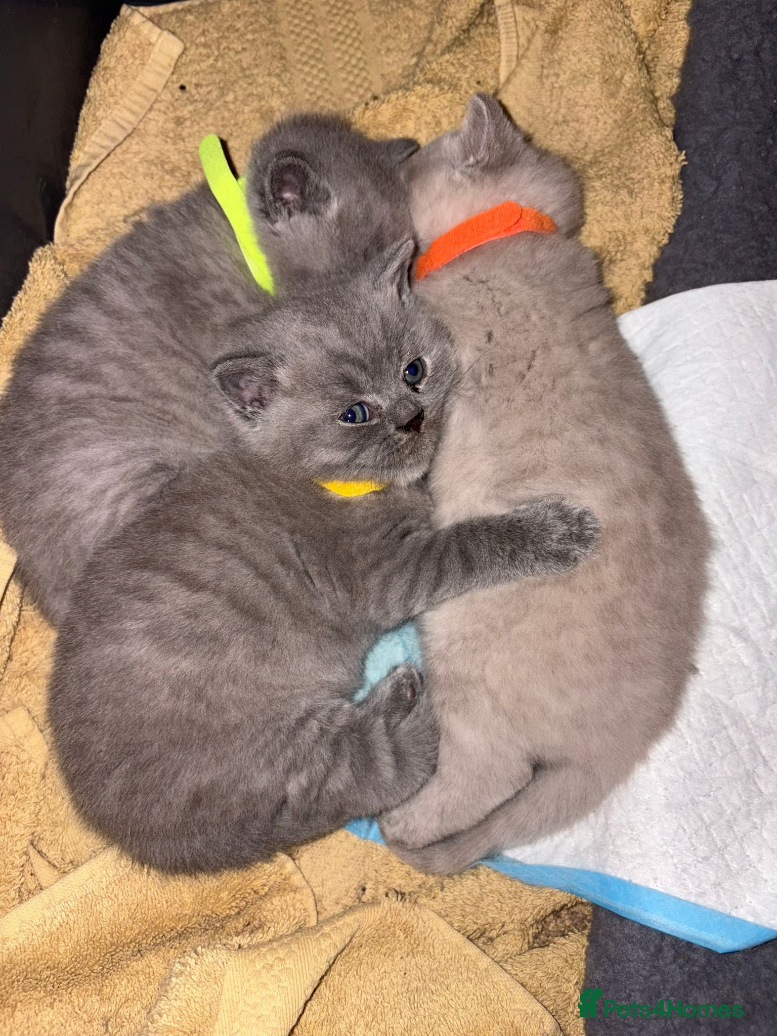 British Shorthair cats ONLY ONE FEMALE BRITISH SHORTHAIR LEFT - Advert 15