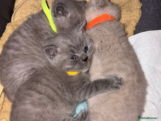 British Shorthair cats ONLY ONE FEMALE BRITISH SHORTHAIR LEFT - Advert 16