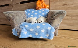 Maltese dogs for sale: KC Korean Maltese Terrier Puppies - Image 4