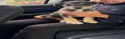 Lurcher dogs for sale: Wheaten Greyhound puppies - Advert 3
