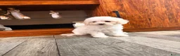 Maltipoo dogs for sale: F1B fully vaccinated maltipoo puppies - Advert 9