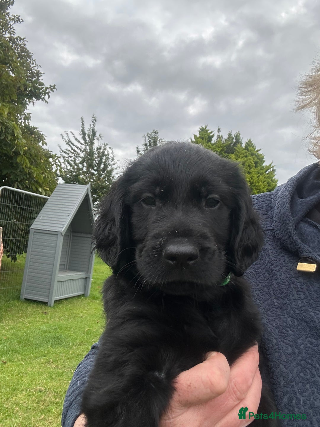 Flat coated Retriever dogs for sale: Flat coated x Golden Retriever puppies - Image 6